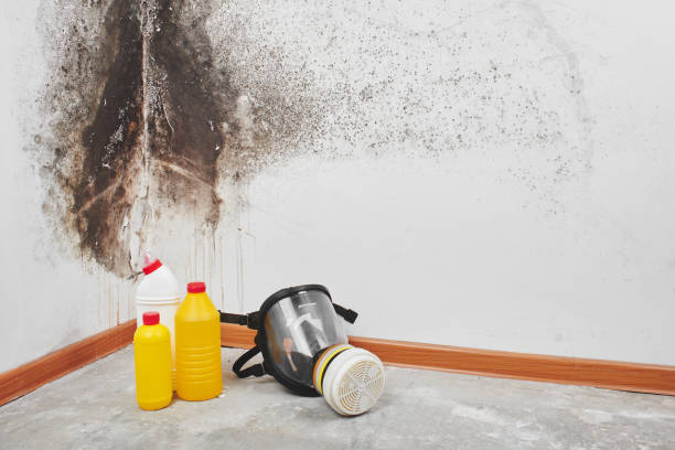 Best Certified Mold Removal  in Tiburon, CA