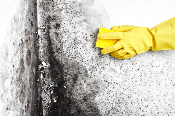 Best Black Mold Removal  in Tiburon, CA
