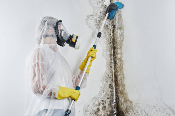 Best Mold Removal Company Near Me  in Tiburon, CA