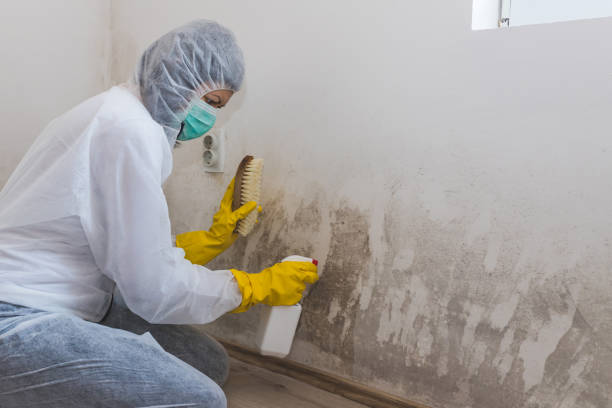Best Residential Mold Removal  in Tiburon, CA