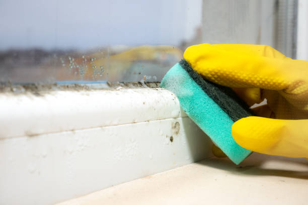 Best Mold Damage Repair  in Tiburon, CA