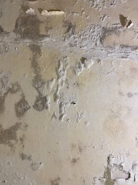 Best Best Mold Removal Companies  in Tiburon, CA